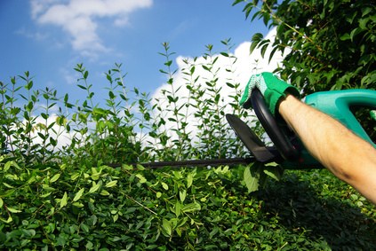 Heckenschere beim Schneiden einer Hecke